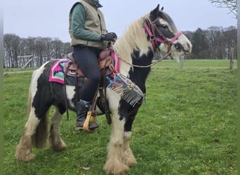 Cob Irlandese / Tinker / Gypsy Vanner, Giumenta, 6 Anni, 130 cm, Pezzato