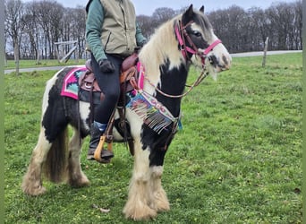 Cob Irlandese / Tinker / Gypsy Vanner, Giumenta, 6 Anni, 130 cm, Pezzato