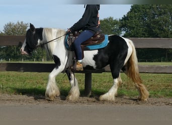 Cob Irlandese / Tinker / Gypsy Vanner, Giumenta, 6 Anni, 132 cm, Pezzato