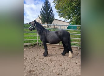 Cob Irlandese / Tinker / Gypsy Vanner, Giumenta, 6 Anni, 136 cm, Morello