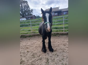 Cob Irlandese / Tinker / Gypsy Vanner, Giumenta, 6 Anni, 136 cm, Morello