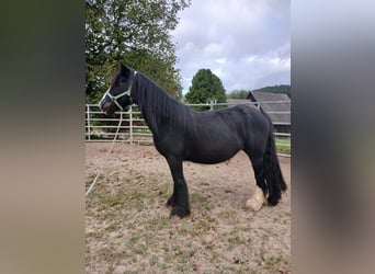 Cob Irlandese / Tinker / Gypsy Vanner, Giumenta, 6 Anni, 136 cm, Morello