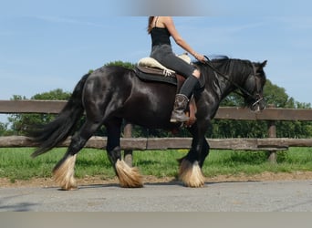 Cob Irlandese / Tinker / Gypsy Vanner, Giumenta, 6 Anni, 138 cm, Morello