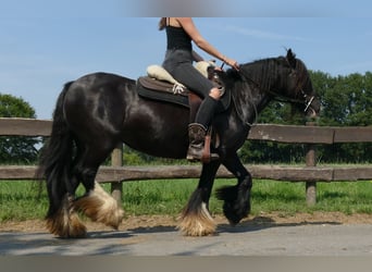 Cob Irlandese / Tinker / Gypsy Vanner, Giumenta, 6 Anni, 138 cm, Morello