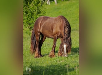 Cob Irlandese / Tinker / Gypsy Vanner, Giumenta, 6 Anni, 142 cm, Baio