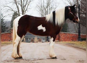 Cob Irlandese / Tinker / Gypsy Vanner, Giumenta, 6 Anni, 142 cm, Tobiano-tutti i colori