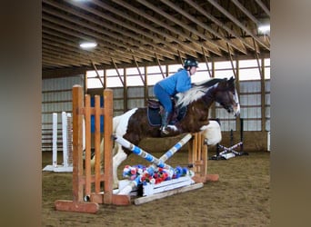 Cob Irlandese / Tinker / Gypsy Vanner, Giumenta, 6 Anni, 142 cm, Tobiano-tutti i colori