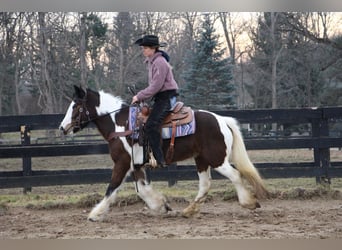 Cob Irlandese / Tinker / Gypsy Vanner, Giumenta, 6 Anni, 142 cm, Tobiano-tutti i colori