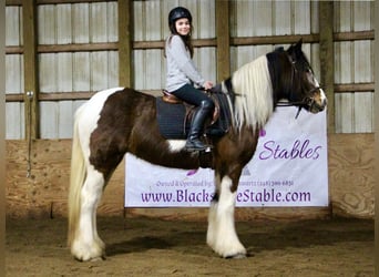 Cob Irlandese / Tinker / Gypsy Vanner, Giumenta, 6 Anni, 142 cm, Tobiano-tutti i colori