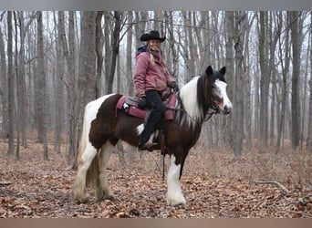 Cob Irlandese / Tinker / Gypsy Vanner, Giumenta, 6 Anni, 142 cm, Tobiano-tutti i colori