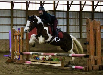 Cob Irlandese / Tinker / Gypsy Vanner, Giumenta, 6 Anni, 142 cm, Tobiano-tutti i colori