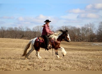 Cob Irlandese / Tinker / Gypsy Vanner, Giumenta, 6 Anni, 142 cm, Tobiano-tutti i colori