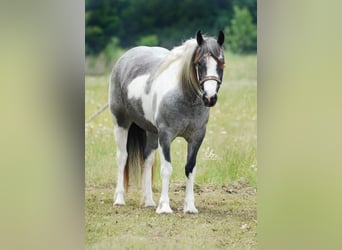 Cob Irlandese / Tinker / Gypsy Vanner Mix, Giumenta, 6 Anni, 145 cm, Roano blu