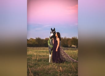 Cob Irlandese / Tinker / Gypsy Vanner Mix, Giumenta, 6 Anni, 145 cm, Roano blu