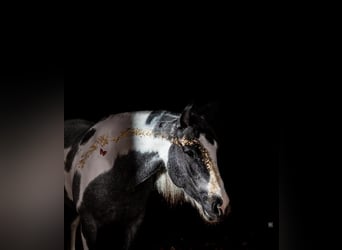 Cob Irlandese / Tinker / Gypsy Vanner Mix, Giumenta, 6 Anni, 145 cm, Roano blu