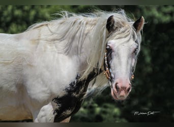 Cob Irlandese / Tinker / Gypsy Vanner, Giumenta, 6 Anni, 150 cm, Tobiano-tutti i colori