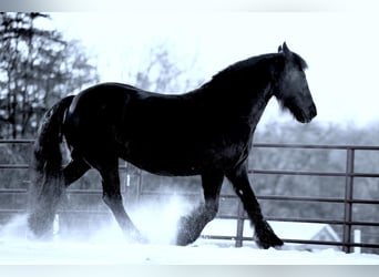 Cob Irlandese / Tinker / Gypsy Vanner Mix, Giumenta, 6 Anni, 155 cm, Morello