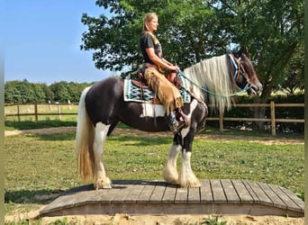 Cob Irlandese / Tinker / Gypsy Vanner Mix, Giumenta, 6 Anni, 155 cm, Pezzato