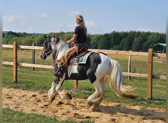 Cob Irlandese / Tinker / Gypsy Vanner Mix, Giumenta, 6 Anni, 155 cm, Pezzato