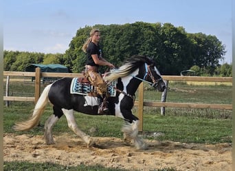 Cob Irlandese / Tinker / Gypsy Vanner Mix, Giumenta, 6 Anni, 155 cm, Pezzato