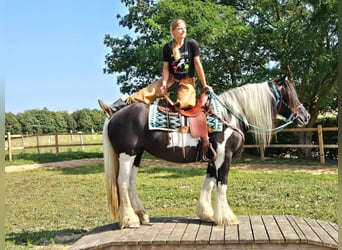 Cob Irlandese / Tinker / Gypsy Vanner Mix, Giumenta, 6 Anni, 155 cm, Pezzato