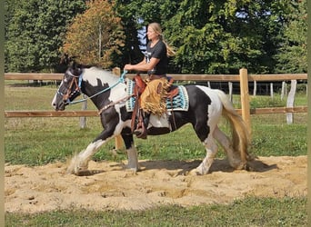 Cob Irlandese / Tinker / Gypsy Vanner Mix, Giumenta, 6 Anni, 155 cm, Pezzato