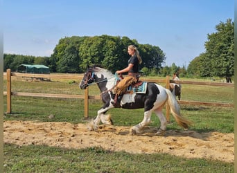 Cob Irlandese / Tinker / Gypsy Vanner Mix, Giumenta, 6 Anni, 155 cm, Pezzato