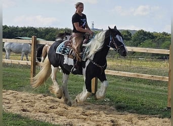 Cob Irlandese / Tinker / Gypsy Vanner Mix, Giumenta, 6 Anni, 155 cm, Pezzato