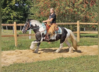 Cob Irlandese / Tinker / Gypsy Vanner Mix, Giumenta, 6 Anni, 155 cm, Pezzato