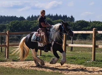 Cob Irlandese / Tinker / Gypsy Vanner Mix, Giumenta, 6 Anni, 155 cm, Pezzato