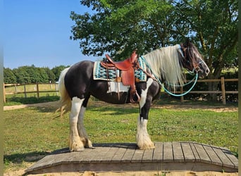 Cob Irlandese / Tinker / Gypsy Vanner, Giumenta, 6 Anni, 155 cm, Pezzato