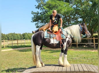 Cob Irlandese / Tinker / Gypsy Vanner, Giumenta, 6 Anni, 155 cm, Pezzato