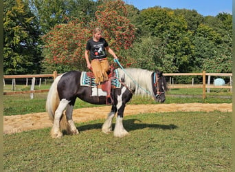 Cob Irlandese / Tinker / Gypsy Vanner, Giumenta, 6 Anni, 155 cm, Pezzato