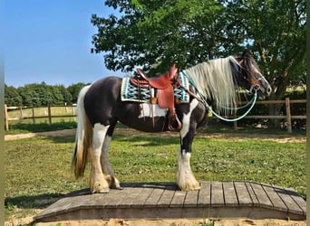 Cob Irlandese / Tinker / Gypsy Vanner, Giumenta, 6 Anni, 155 cm, Pezzato