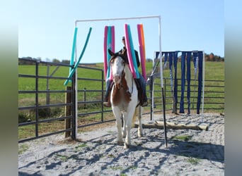 Cob Irlandese / Tinker / Gypsy Vanner Mix, Giumenta, 6 Anni, 157 cm