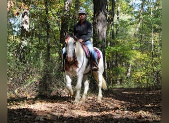 Cob Irlandese / Tinker / Gypsy Vanner Mix, Giumenta, 6 Anni, 157 cm