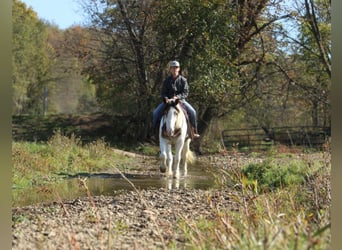 Cob Irlandese / Tinker / Gypsy Vanner Mix, Giumenta, 6 Anni, 157 cm