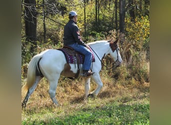 Cob Irlandese / Tinker / Gypsy Vanner Mix, Giumenta, 6 Anni, 157 cm