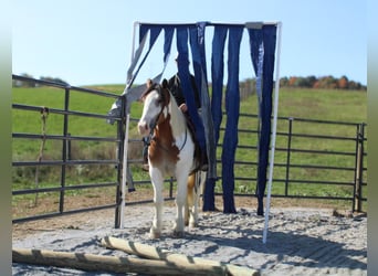 Cob Irlandese / Tinker / Gypsy Vanner Mix, Giumenta, 6 Anni, 157 cm