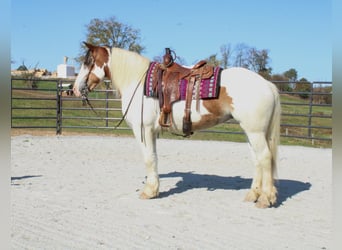 Cob Irlandese / Tinker / Gypsy Vanner Mix, Giumenta, 6 Anni, 157 cm