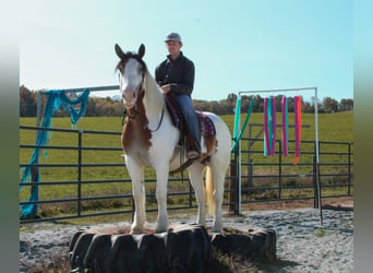 Cob Irlandese / Tinker / Gypsy Vanner Mix, Giumenta, 6 Anni, 157 cm