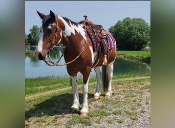 Cob Irlandese / Tinker / Gypsy Vanner Mix, Giumenta, 6 Anni