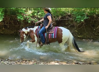 Cob Irlandese / Tinker / Gypsy Vanner Mix, Giumenta, 6 Anni