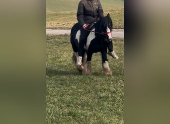 Cob Irlandese / Tinker / Gypsy Vanner, Giumenta, 7 Anni, 120 cm, Pezzato