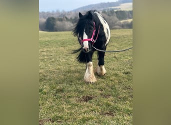 Cob Irlandese / Tinker / Gypsy Vanner, Giumenta, 7 Anni, 120 cm, Pezzato