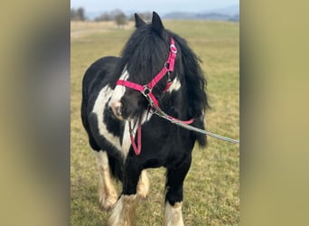 Cob Irlandese / Tinker / Gypsy Vanner, Giumenta, 7 Anni, 120 cm, Pezzato