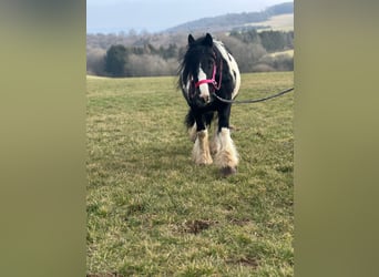 Cob Irlandese / Tinker / Gypsy Vanner, Giumenta, 7 Anni, 120 cm, Pezzato