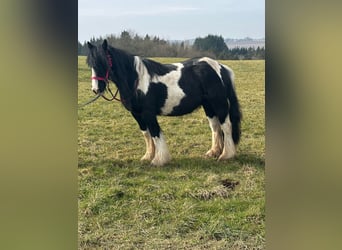 Cob Irlandese / Tinker / Gypsy Vanner, Giumenta, 7 Anni, 120 cm, Pezzato