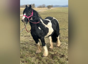 Cob Irlandese / Tinker / Gypsy Vanner, Giumenta, 7 Anni, 120 cm, Pezzato