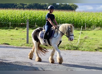 Cob Irlandese / Tinker / Gypsy Vanner, Giumenta, 7 Anni, 125 cm, Pezzato